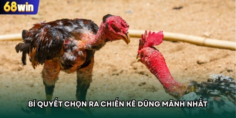 Cách giúp tân binh đặt cược vào chiến kê chiến thắng