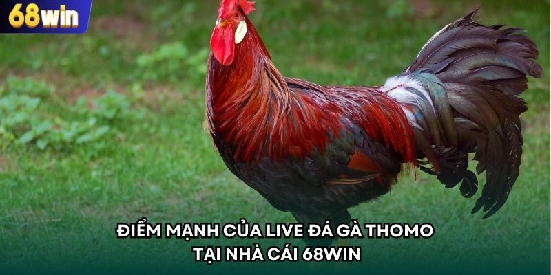 Điểm mạnh khi hội viên tham gia xem live đá gà thomo tại 68WIN