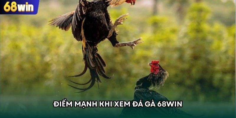 Điểm mạnh khi xem đá gà 68WIN 