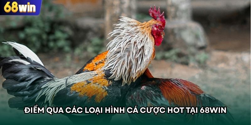 Chọi kê cựa dao rất được yêu thích tại đá gà 68WIN