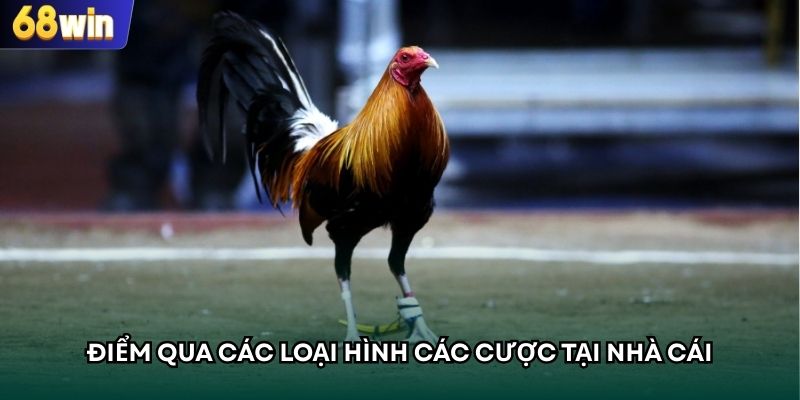 Điểm qua các loại hình các cược tại nhà cái