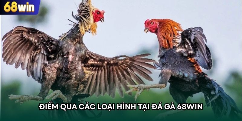 Điểm qua các loại hình tại đá gà 68WIN
