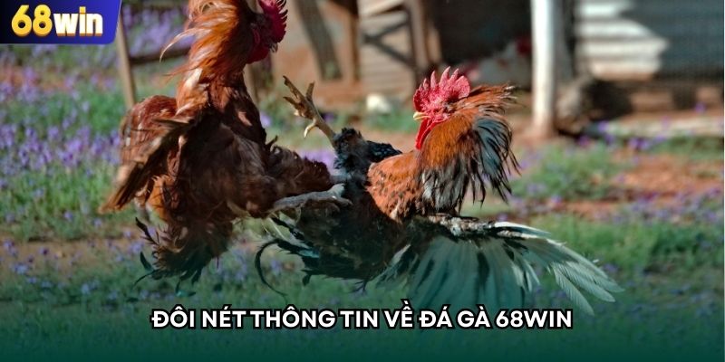Giới thiệu ngắn về loại hình chọi kê tại 68WIN