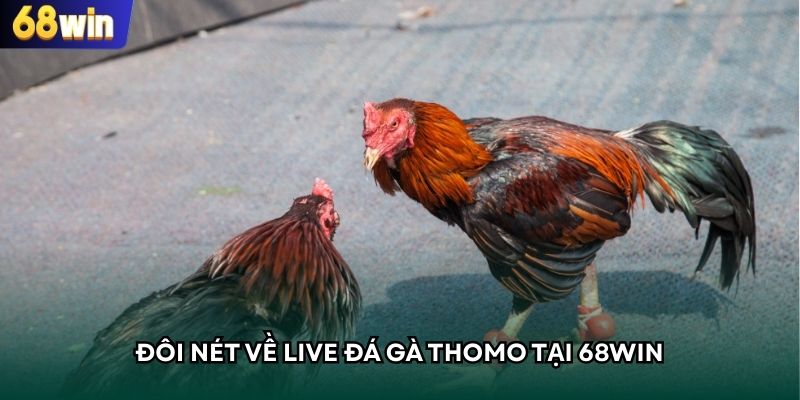 Đôi nét về live đá gà thomo tại 68WIN