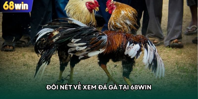 Đôi nét về xem đá gà tại 68WIN