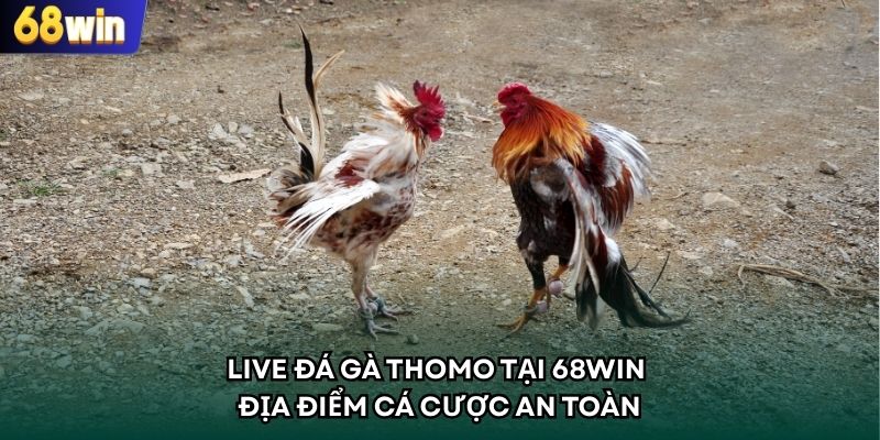 Live Đá Gà Thomo Tại 68WIN - Địa Điểm Cá Cược An Toàn