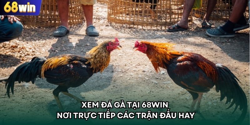Xem Đá Gà Tại 68WIN - Nơi Trực Tiếp Các Trận Đấu Hay